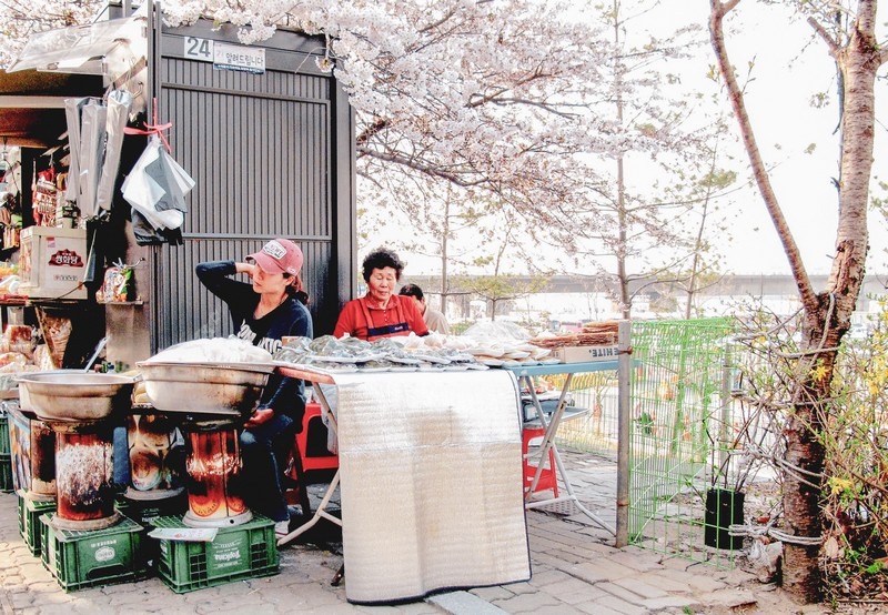 Yeouido Cherry Blossom Festival, Seoul, Korea