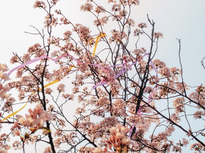 Yeouido Cherry Blossom Festival, Seoul, Korea