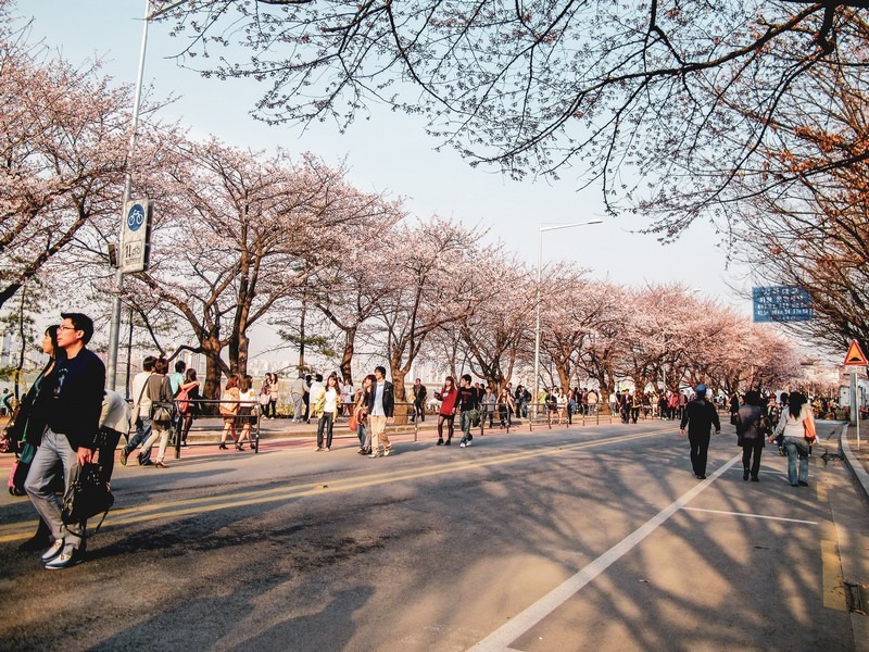 Yeouido Cherry Blossom Festival, Seoul, Korea