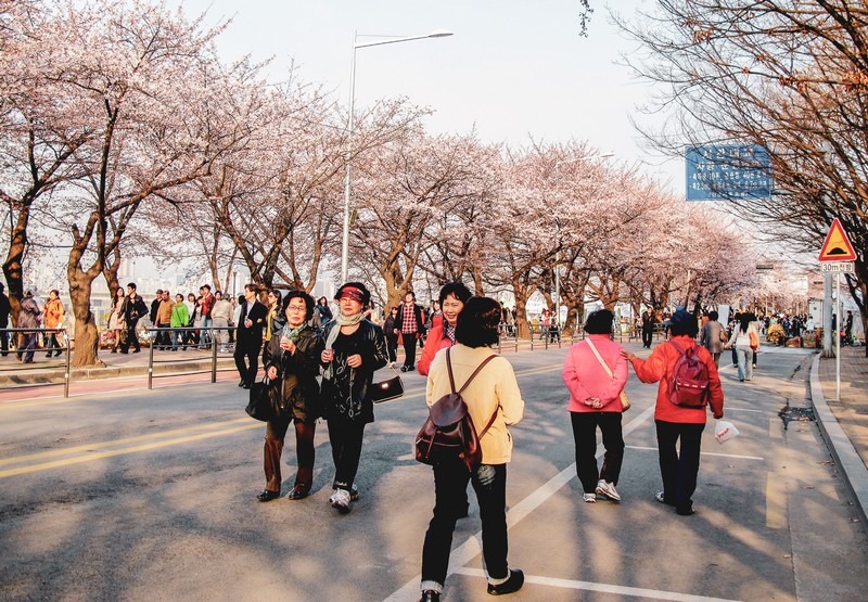 The Yeouido Cherry Blossom Festival How To Get There & What To Expect