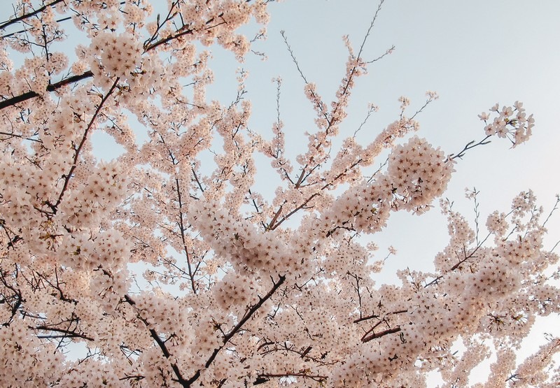 Yeouido Cherry Blossom Festival, Seoul, Korea