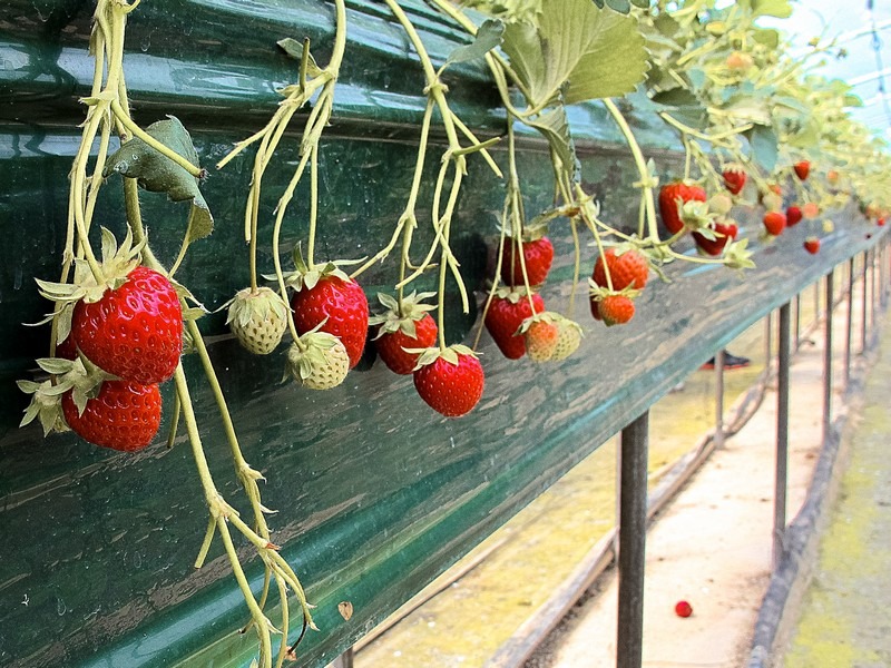 Nonsan Strawberry Festival (논산딸기축제), Nonsan, Chungcheongnam-do, Korea