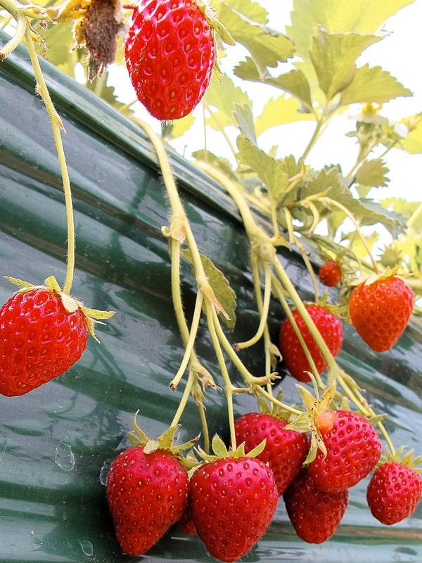 Nonsan Strawberry Festival (논산딸기축제), Nonsan, Chungcheongnam-do, Korea