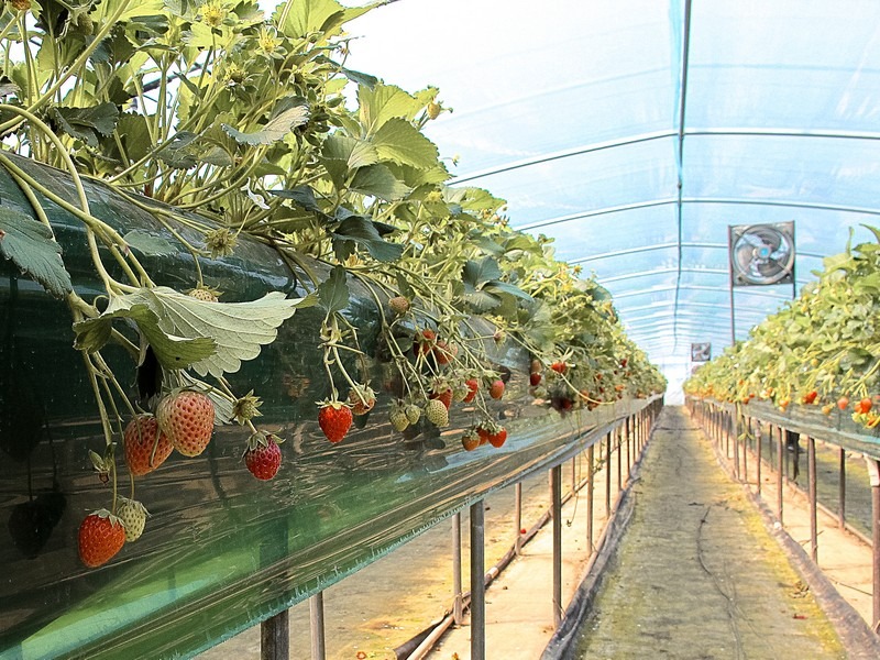 Nonsan Strawberry Festival (논산딸기축제), Nonsan, Chungcheongnam-do, Korea