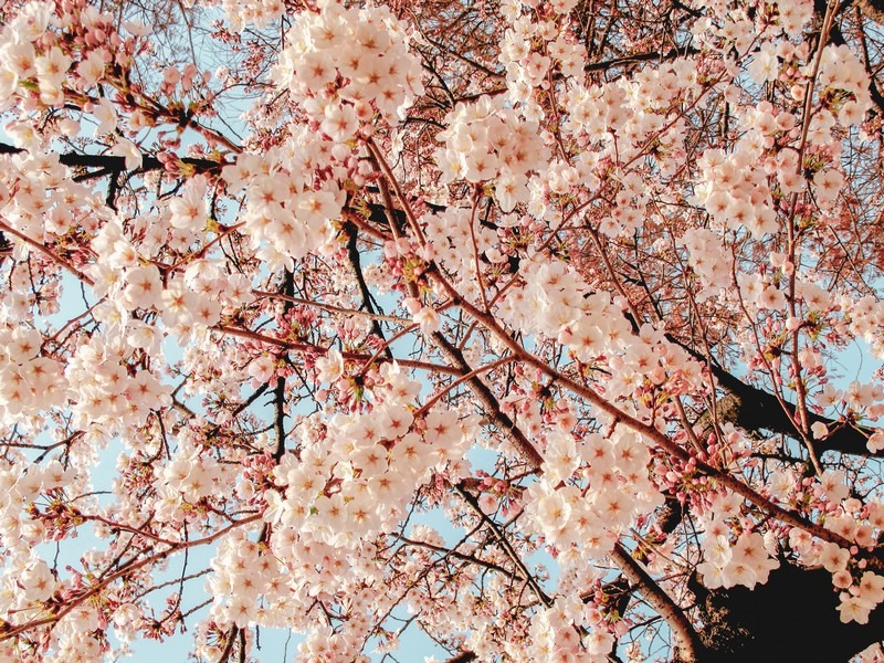 15 of the Most Picturesque Places To See Cherry Blossoms In Seoul