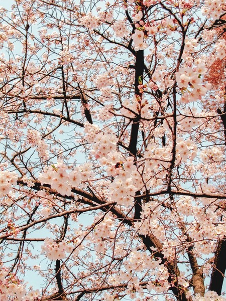 Yeouido Cherry Blossom Festival, Seoul, Korea