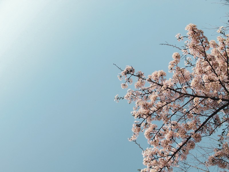 Yeouido Cherry Blossom Festival, Seoul, Korea