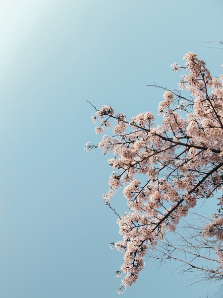 Yeouido Cherry Blossom Festival, Seoul, Korea