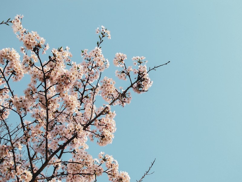 Yeouido Cherry Blossom Festival, Seoul, Korea