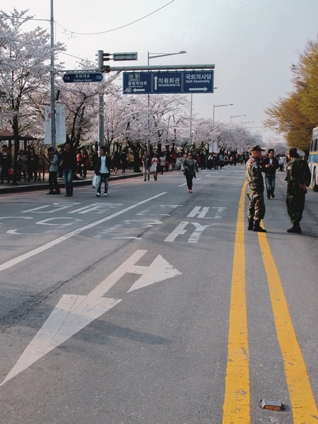 Yeouido Cherry Blossom Festival, Seoul, Korea