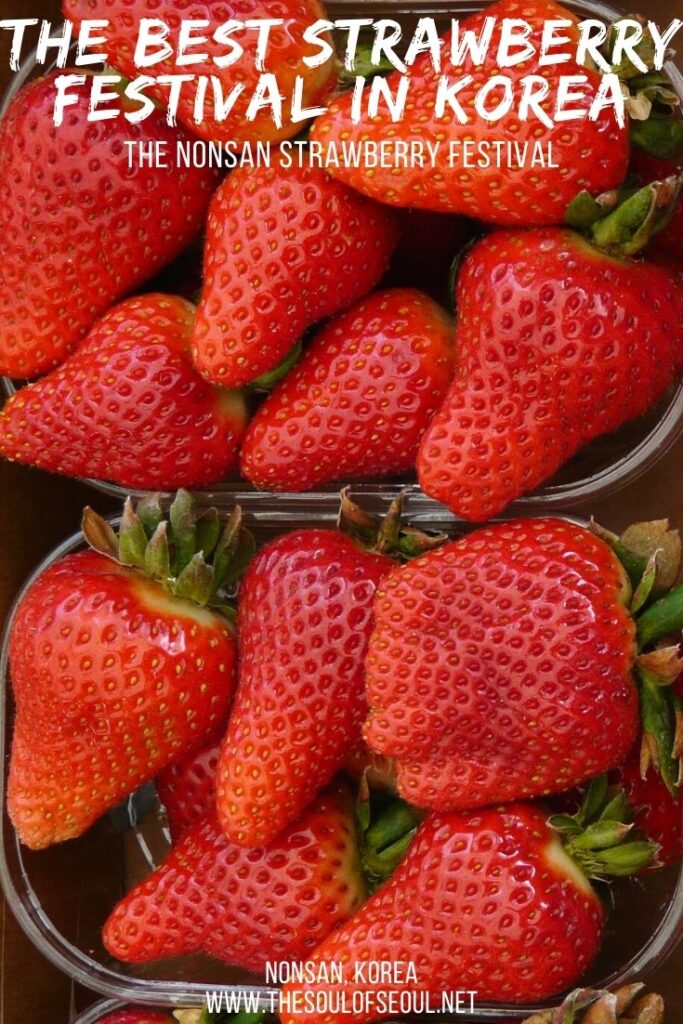 The Nonsan Strawberry Festival: A Guide: The Nonsan Strawberry Festival is one of the best and easiest day trips from Seoul, Korea. It's a great way to enjoy the coming of spring, pick strawberries and enjoy an adventure in Korea.