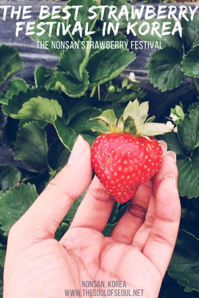 The Nonsan Strawberry Festival: A Guide: The Nonsan Strawberry Festival is one of the best and easiest day trips from Seoul, Korea. It's a great way to enjoy the coming of spring, pick strawberries and enjoy an adventure in Korea.