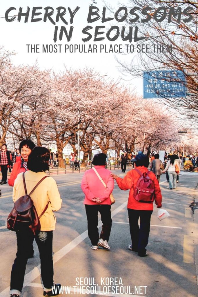 The Yeouido Cherry Blossom Festival: How To Get There & What To Expect: The Yeouido Cherry Blossom Festival is one of the most popular places to see the blooms each spring in Seoul, Korea. From a long street lined with flowering trees, to vendors and performances, there is a ton to see. Here is a guide to the Yeouido Cherry Blossom Festival this spring.