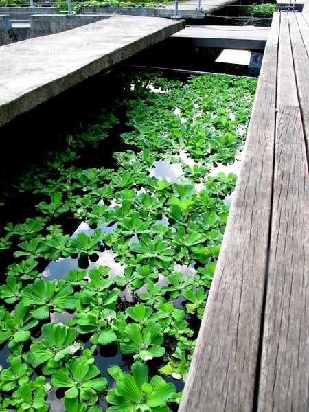 Seonyudo Island Park, Yeongdeungpo-gu, Seoul, Korea