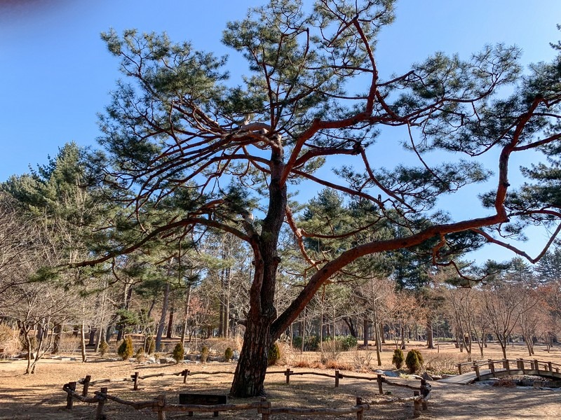 Nami Island, Gapyeong, Korea