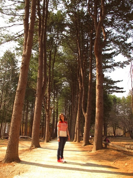 Nami Island, Chuncheon, Korea