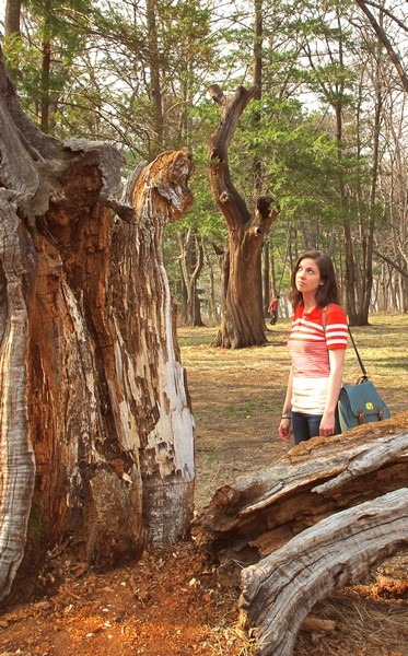 Nami Island, Chuncheon, Korea