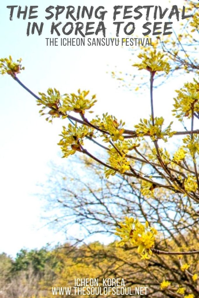 The Icheon Sansuyu Festival: The Spring Festival in Korea With Yellow Flowers: Icheon is host to a Japanese Dogwood flower festival each spring in Korea. This fun Korean spring festival offers traditional Korean games, eats and flowers galore as well as a great spot to hike for the day. Check Icheon out this spring in Korea.