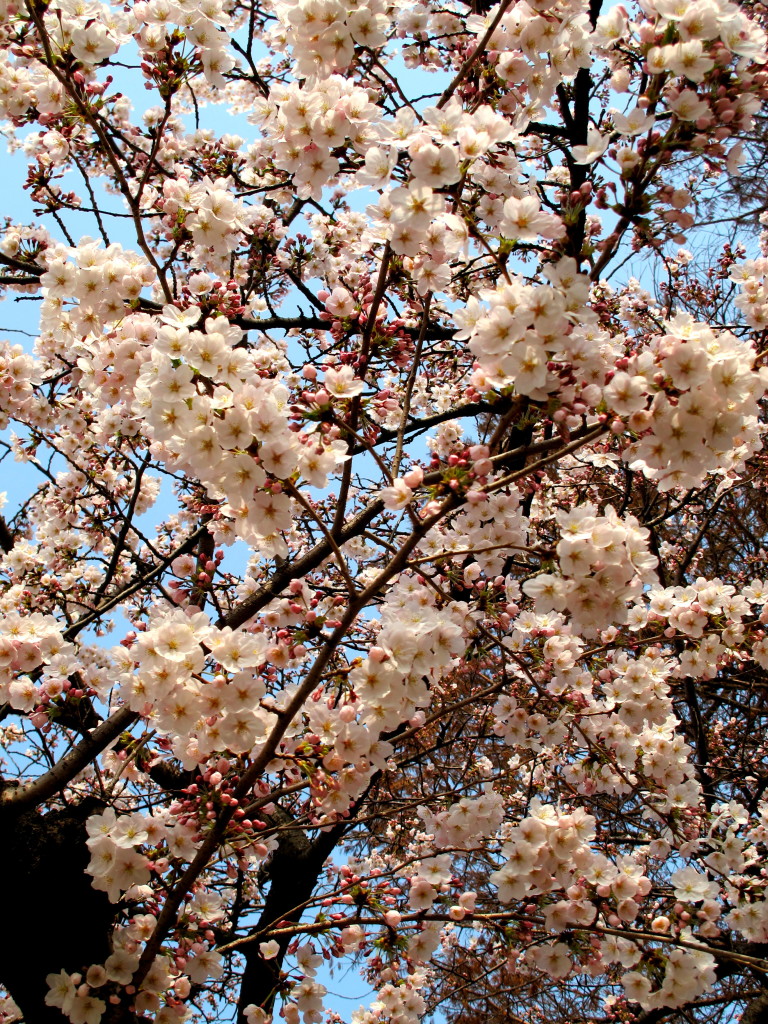 Cherry blossom trees