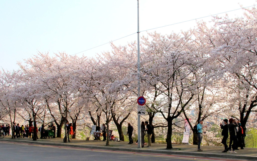 Yeouido Cherry Blossom Festival Street view