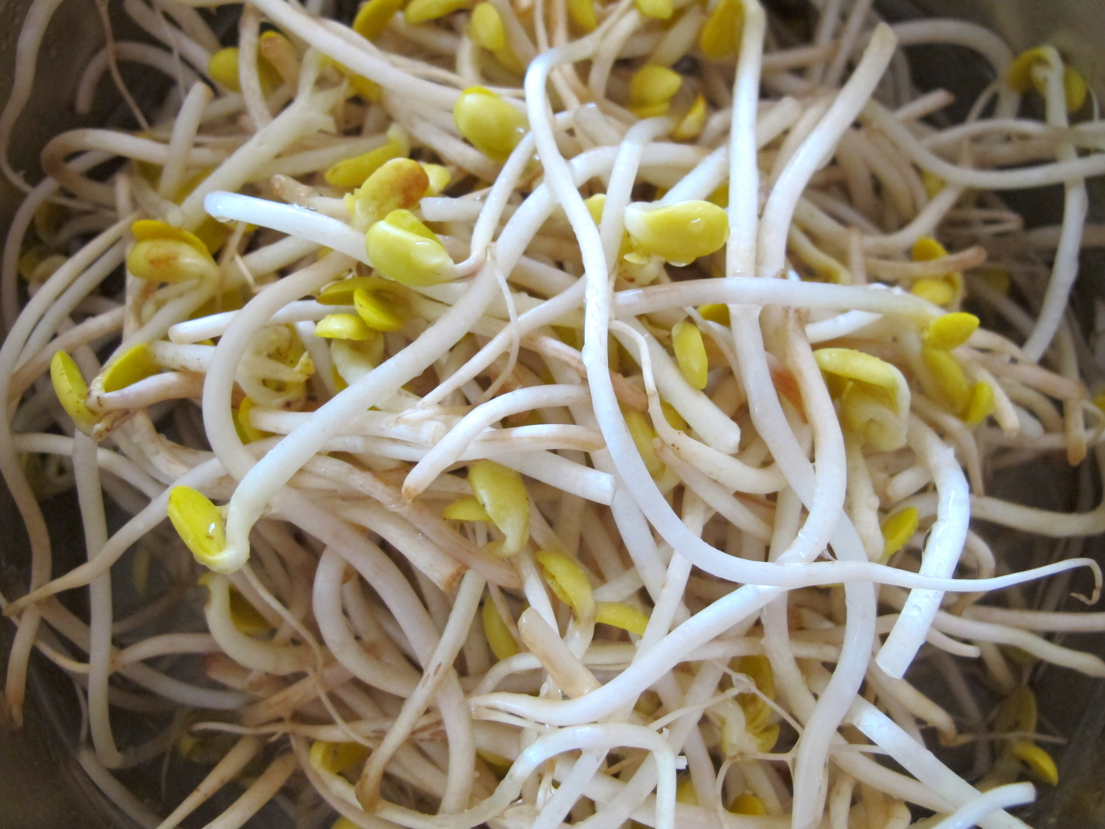 bean sprouts chinese food bean sprouts chinese food