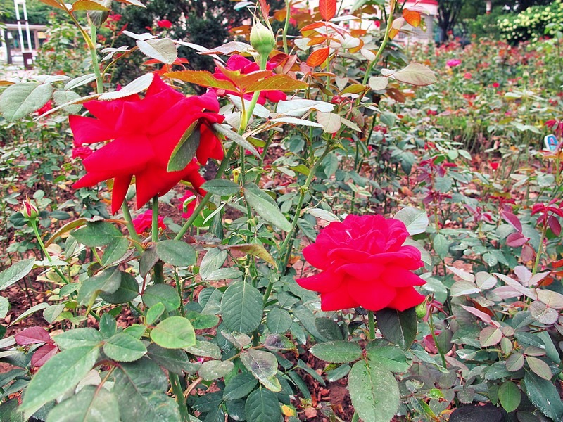 Paris Park, Mokdong, Seoul, Korea