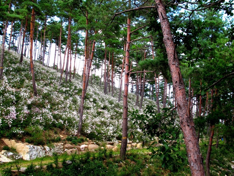 The World Traditional Medicine Fair, Korea