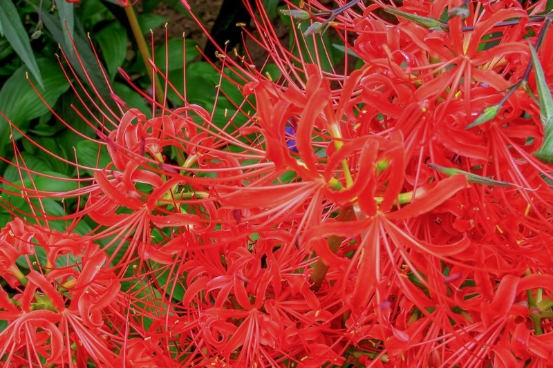 Oedo Botania, Oedo Island, Geoje Island, Busan, Korea