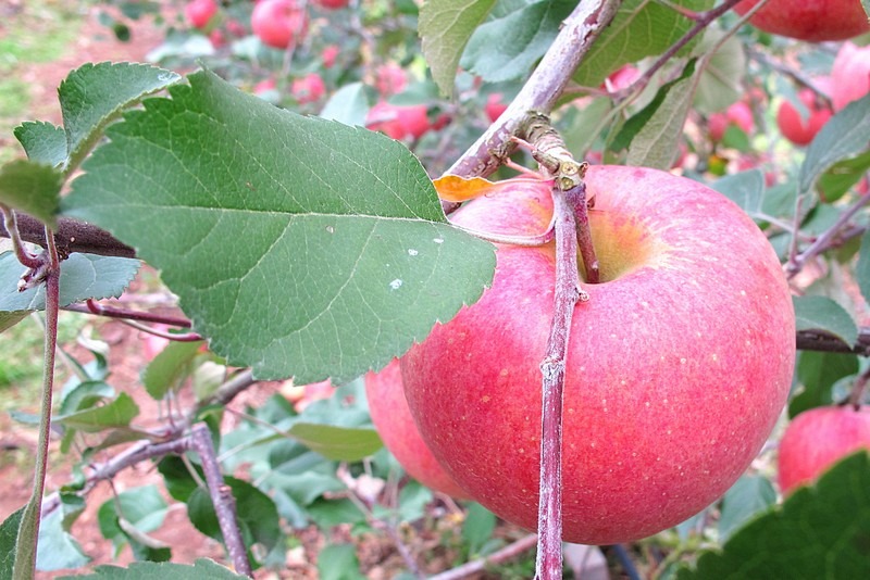 Apple Picking, Cheongsong, Korea