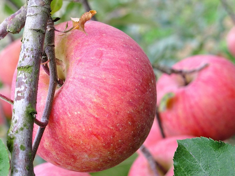 Apple Picking, Cheongsong, Korea