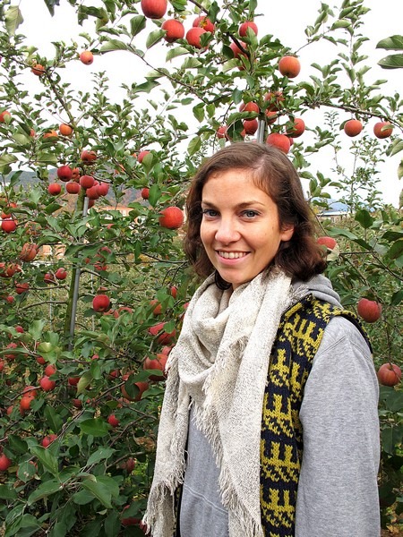 Apple Picking, Cheongsong, Korea