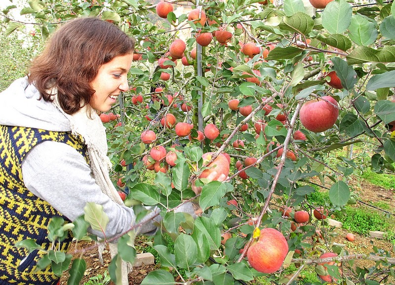 Apple Picking, Cheongsong, Korea