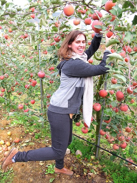 Apple Picking, Cheongsong, Korea