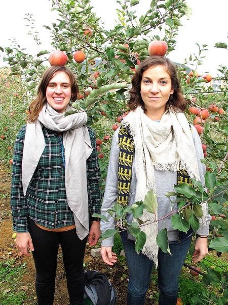 Apple Picking, Cheongsong, Korea