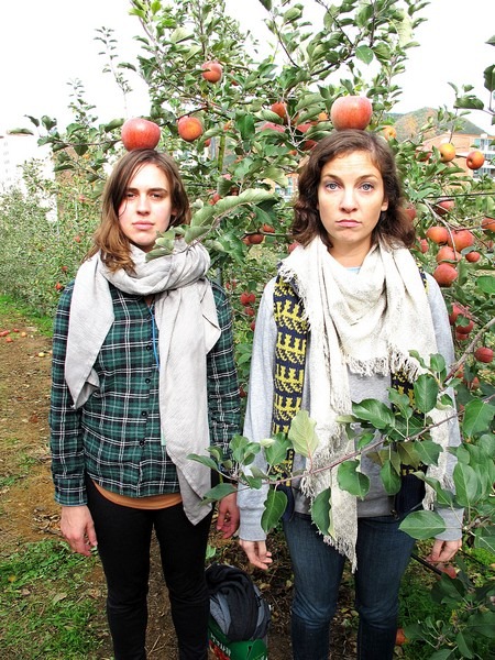 Apple Picking, Cheongsong, Korea