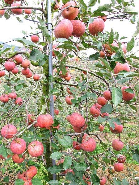 Apple Picking, Cheongsong, Korea