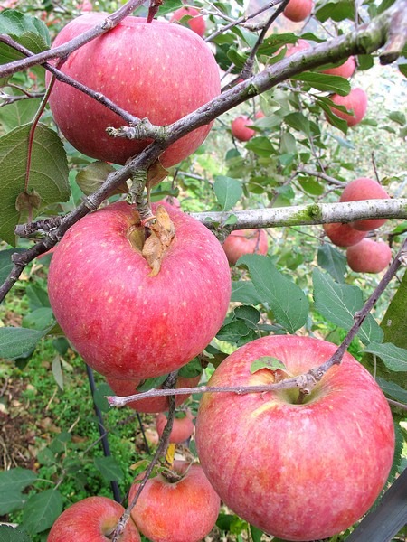 Apple Picking, Cheongsong, Korea