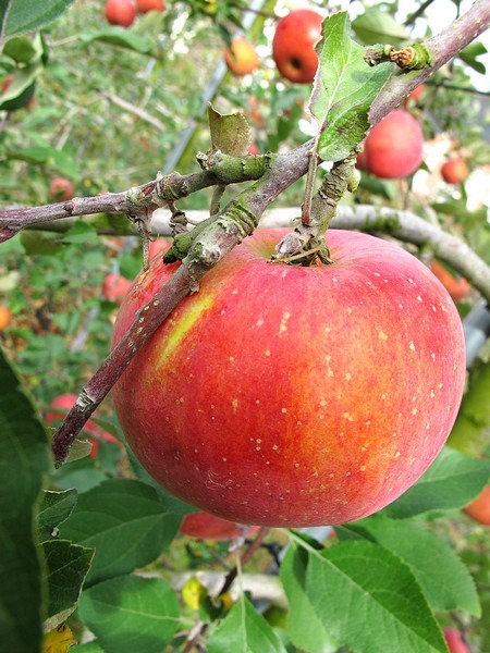 Apple Picking, Cheongsong, Korea