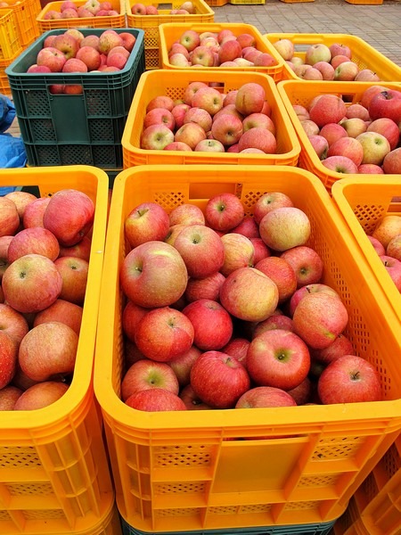 Apple Picking, Cheongsong, Korea