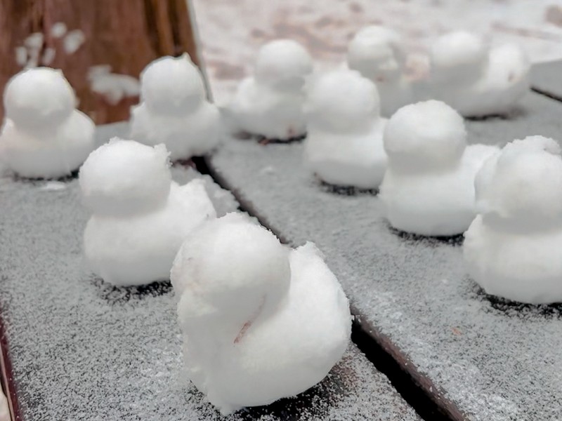 snow in Korea, snow ducks