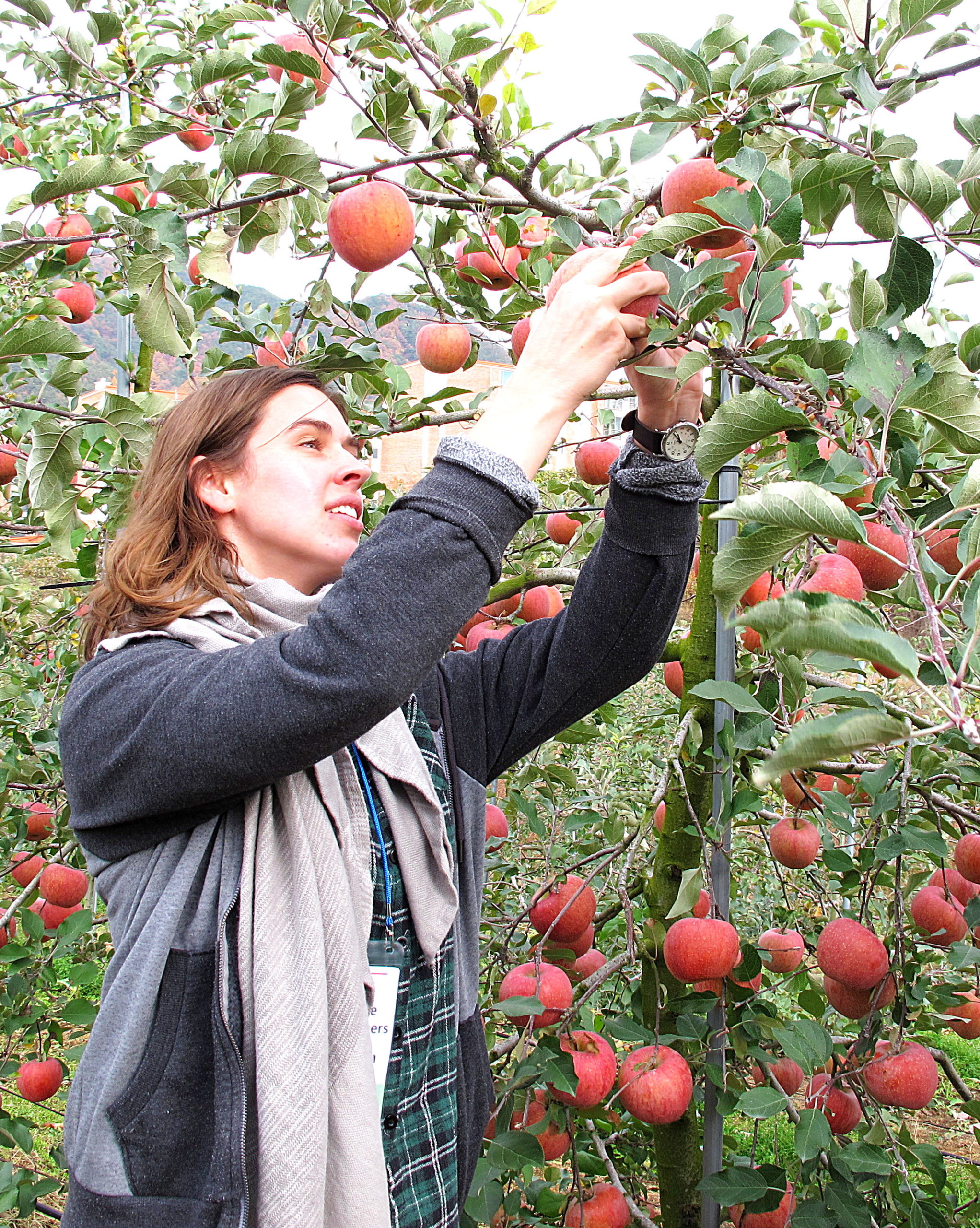 Cheongsong Apple Picking, Apple Festival, Cheongsong, Korea | The Soul ...