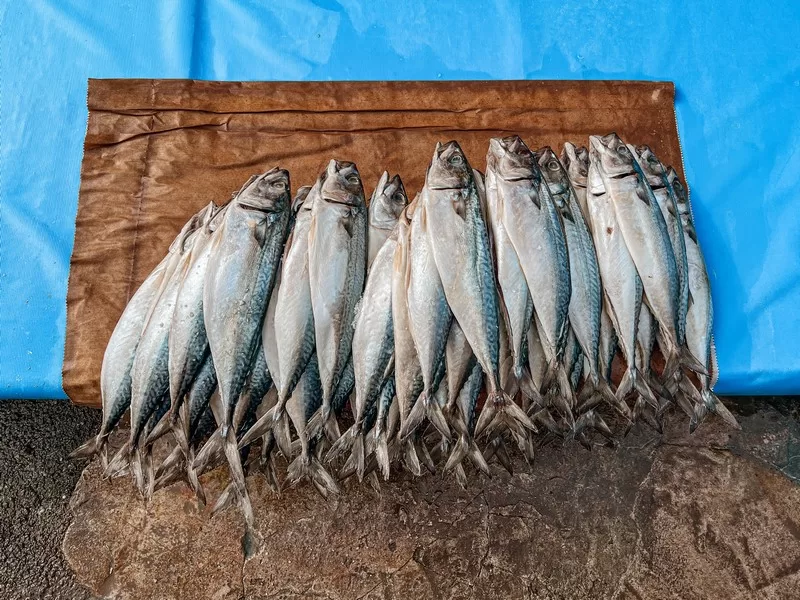 Jagalchi Fish Market (부산자갈치시장), Busan, Korea