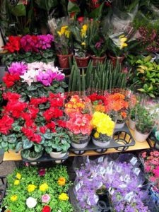 Jongno Flower Market Alley, Seoul, Korea