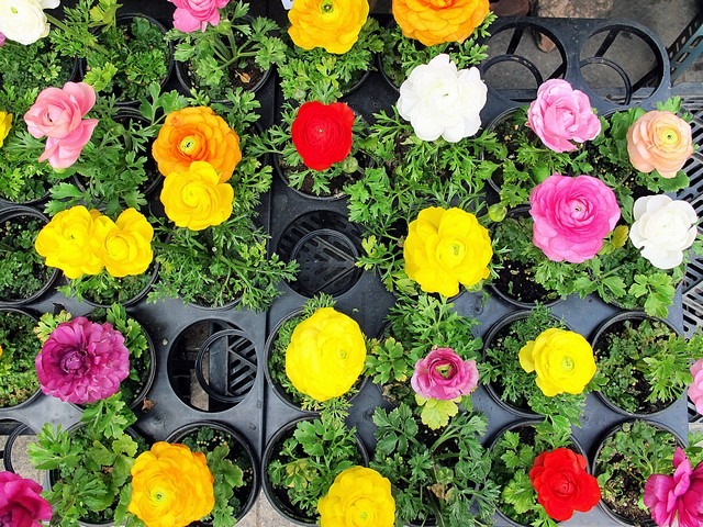 Jongno Flower Market Alley, Seoul, Korea