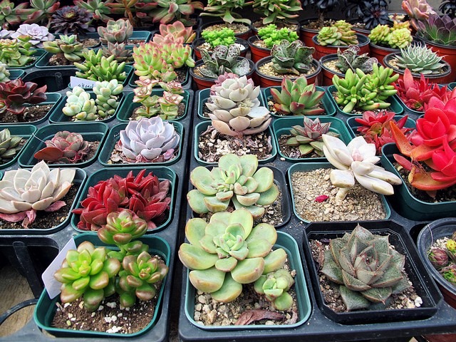 Jongno Flower Market Alley, Seoul, Korea