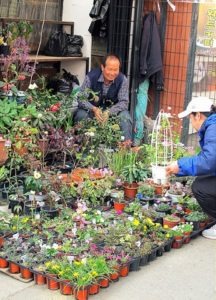 Jongno Flower Market Alley, Seoul, Korea