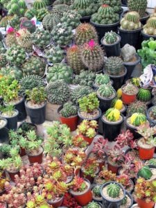 Jongno Flower Market Alley, Seoul, Korea