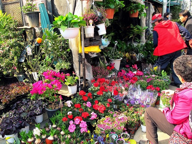 Jongno Flower Market Alley, Seoul, Korea