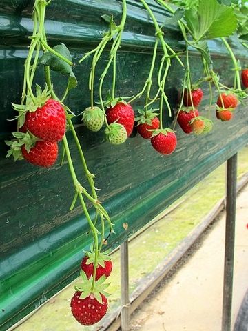 Nonsan, Strawberry Festival, Nonsan, Korea