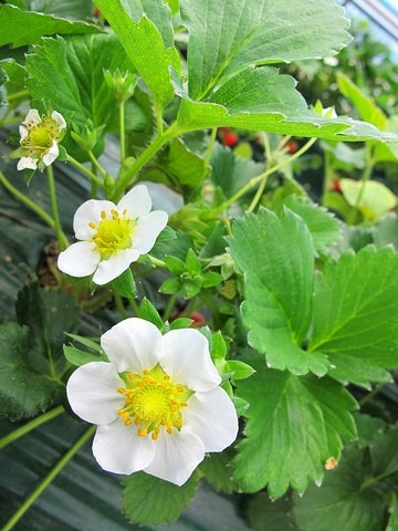 Nonsan, Strawberry Festival, Nonsan, Korea